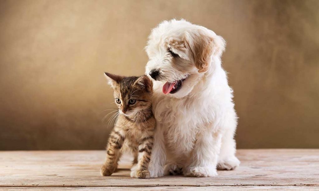 Adoption Chien et chat vétérinaire