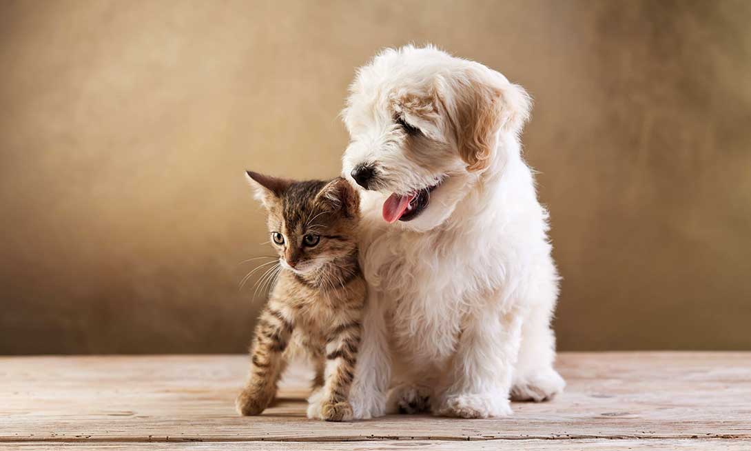Adoption Chien et chat vétérinaire