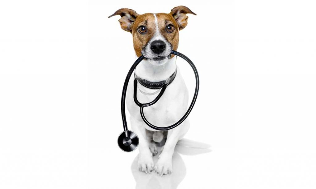 Chien vétérinaire cardiologie animale