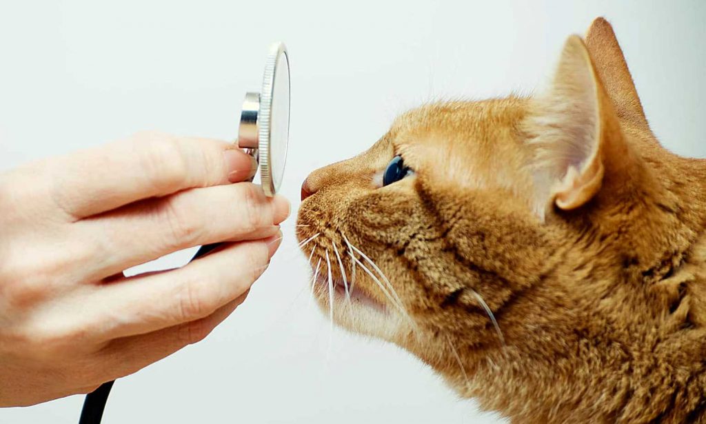 Médecine familiale générale animale