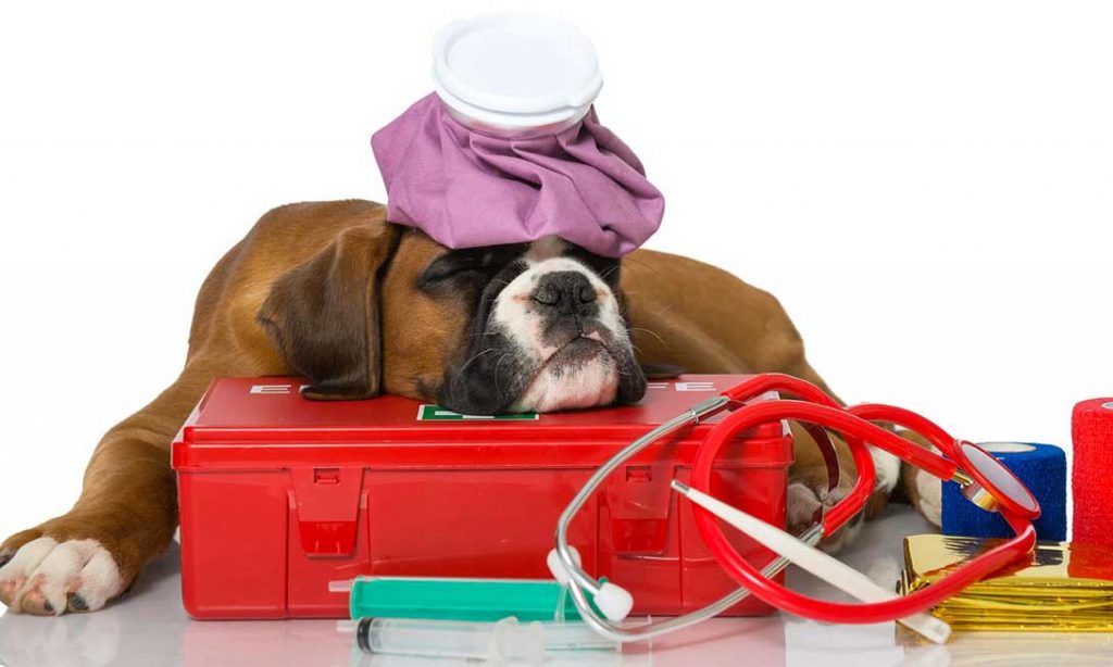 urgence animal chien chat